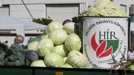Vecsési savanyú káposzta 