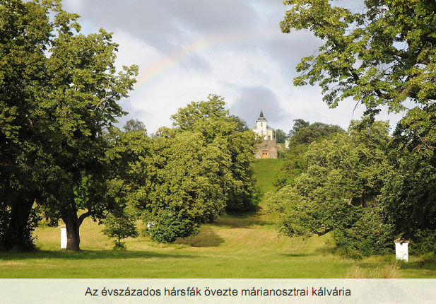 harsfasor marianosztra nagy