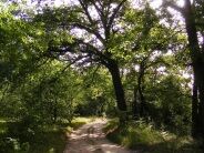Nagykőrösi pusztai tölgyesek